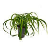 Chlorophytum Comosum Green Bonnie | In 13 cm Pot