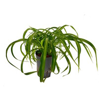 Chlorophytum Comosum Green Bonnie | In 13 cm Pot