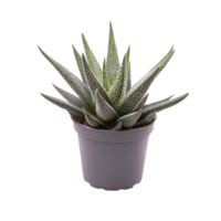 Haworthia Concolor | In 10 cm Pot