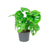 Monstera Adansonii | In 12 cm Pot