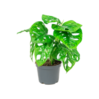 Monstera Adansonii | In 12 cm Pot