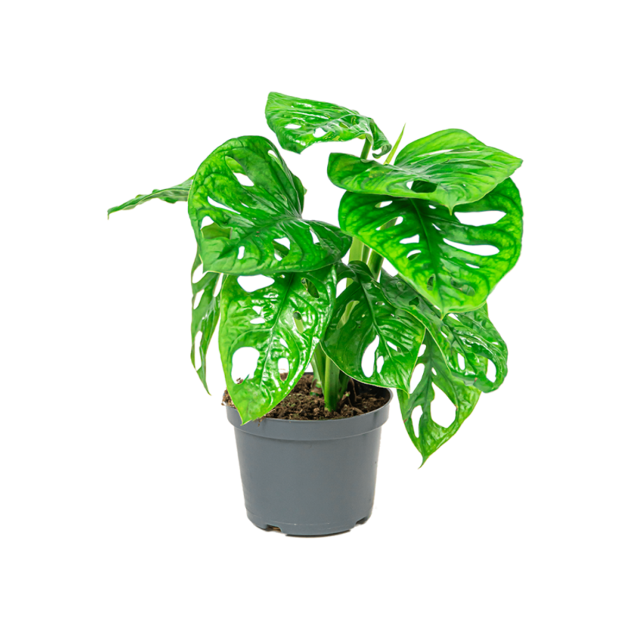 Monstera Adansonii | In 12 cm Pot