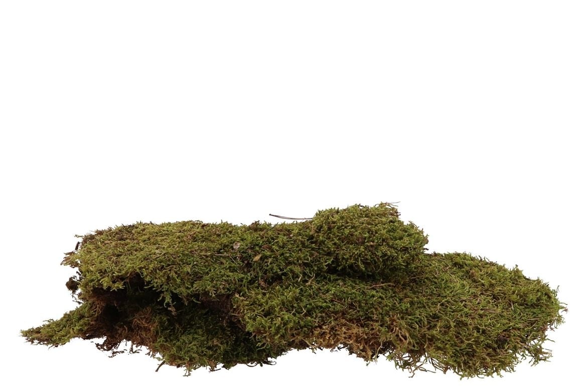 Gukasxi 150 g gedroogd bosmos voor potplanten groen kunstmos decoratie natuurlijk veenmos voor terrariumdecoratie, orchideeëngrond medium (4 kwart Gukasxi 150 g gedroogd bosmos voor potplanten groen kunstmos decoratie natuurlijk veenmos voor terrariumdecoratie, orchideeëngrond medium (4 kwart