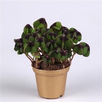 Oxalis Deppei | In 12 cm Pot