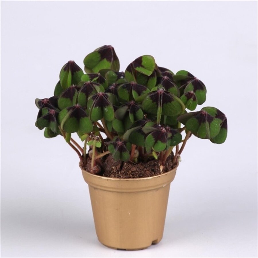 Oxalis Deppei | In 12 cm Pot