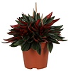 Peperomia Caperata Rosso | In 10 cm Pot