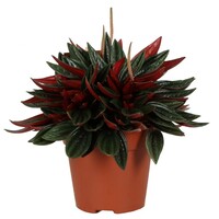 Peperomia Caperata Rosso | In 10 cm Pot