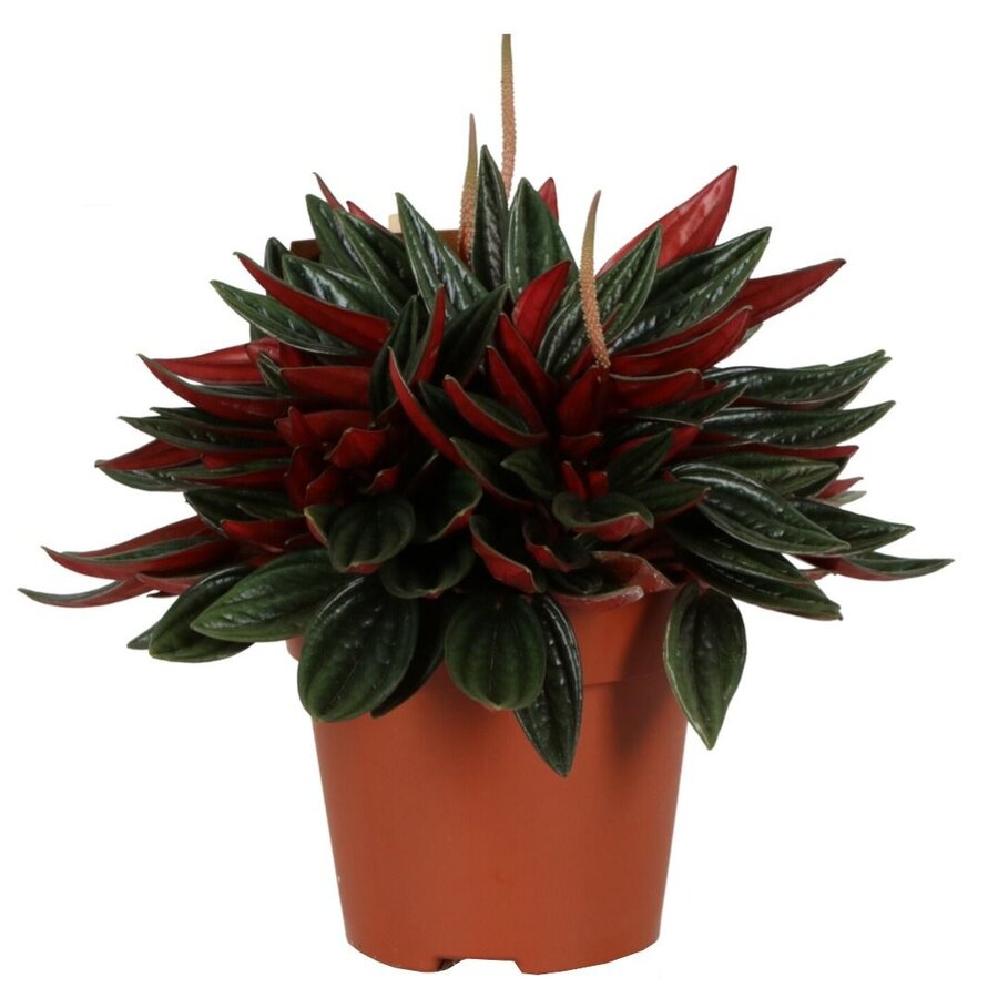 Peperomia Caperata Rosso | In 10 cm Pot
