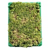 Levend Sphagnum Mos in Krat - 5 Liter