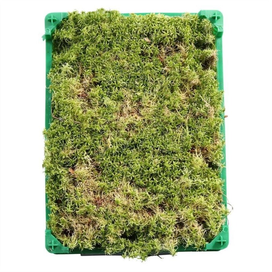 Levend Sphagnum Mos in Krat - 5 Liter