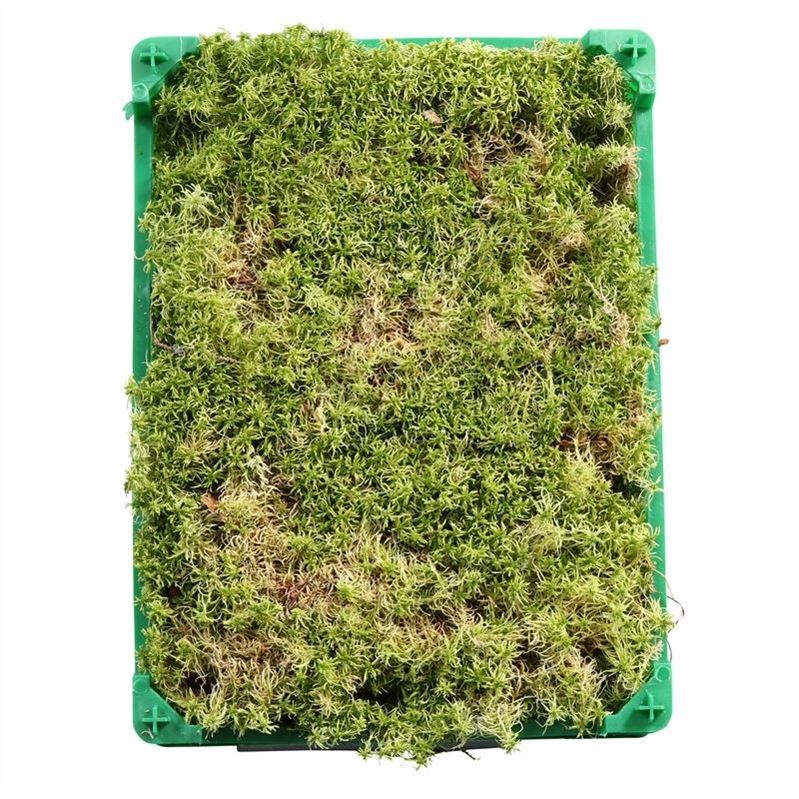 Vers Sphagnum mos levend 1 kg voor orchideeën en terraria