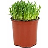 Kattengras op basis van tarwekiemen | In 12 cm Pot