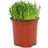 Kattengras op basis van tarwekiemen | 12 cm pot | tot ca. 30 cm hoog