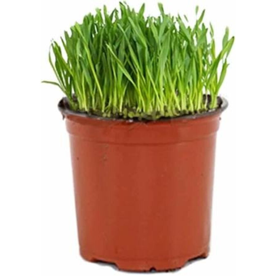 Kattengras op basis van tarwekiemen | 12 cm pot | tot ca. 30 cm hoog