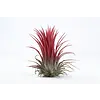 Tillandsia Rood | Luchtplant | ca. 6 cm | Per stuk