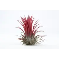 Tillandsia Rood | Luchtplant met rode bladkleur of bloeiwijze | ca. 6 cm groot | Perfect voor terraria en decoratie