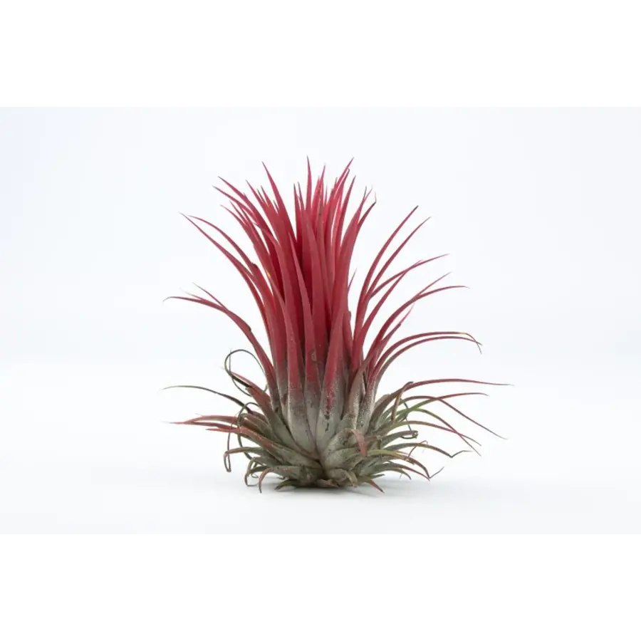 Tillandsia Rood | Luchtplant met rode bladkleur of bloeiwijze | ca. 6 cm groot | Perfect voor terraria en decoratie