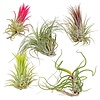 Tillandsia Mix Set van 5