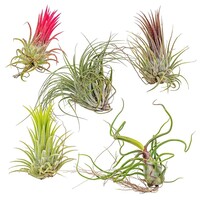 Tillandsia Mix Set van 5