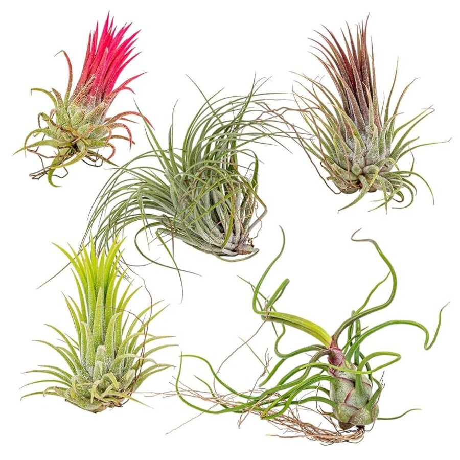 Tillandsia Mix Set van 5