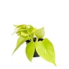 Epipremnum Golden Pothos | In 12 cm Pot