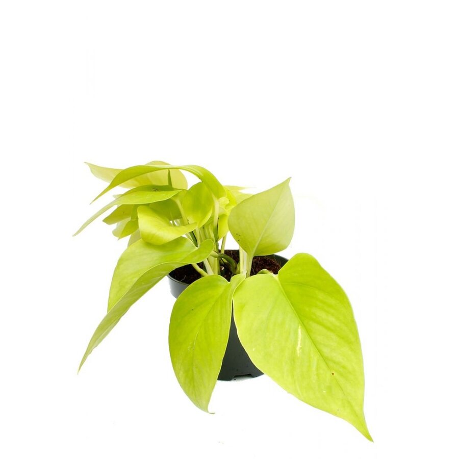 Epipremnum Golden Pothos | In 12 cm Pot