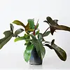 Philodendron Florida Bronze | In 12 cm Pot