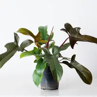 Philodendron Florida Bronze  | In 12 cm Pot