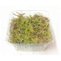 Levend Sphagnum Mos in Bakje +/-  50  Gram