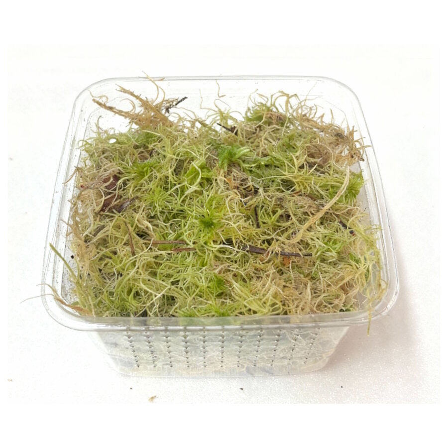 Levend Sphagnum Mos in Bakje +/-  50  Gram