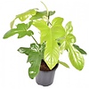 Philodendron Golden Violin | In 12 cm Pot