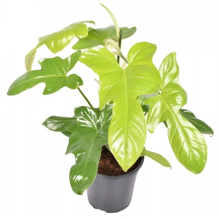 Philodendron Golden Violin | In 12 cm Pot