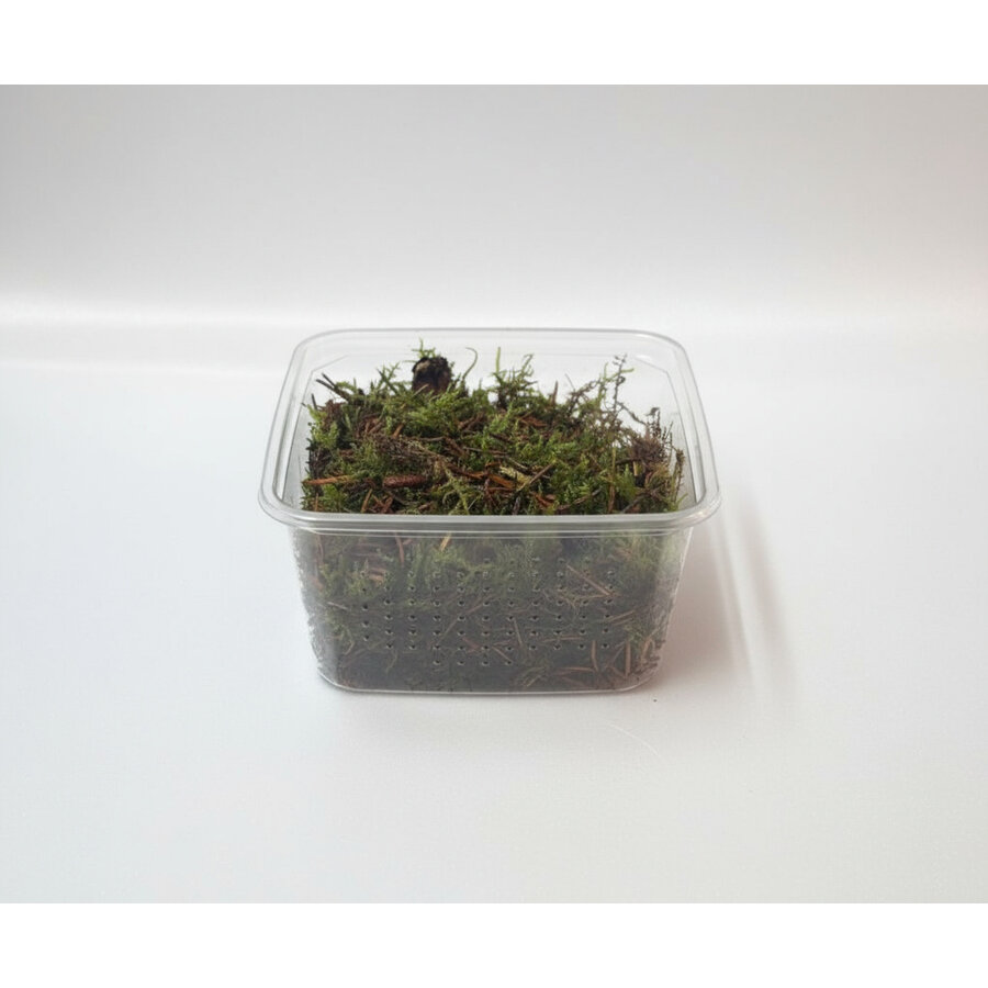 Mos Gemengd in Bakje +- 50 gram