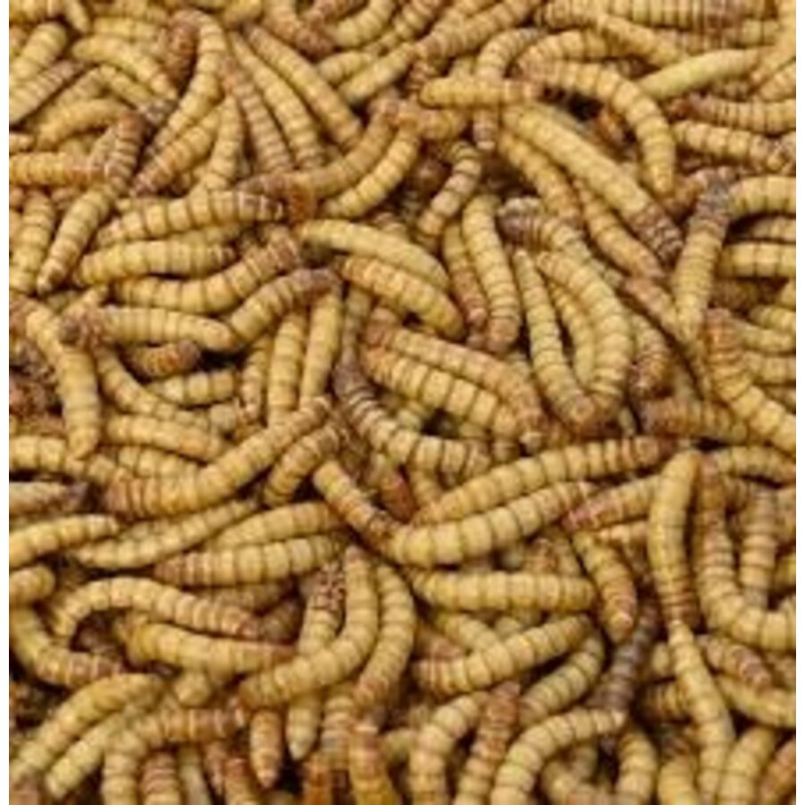 Levende Reuzen meelwormen – XL Tenebrio molitor