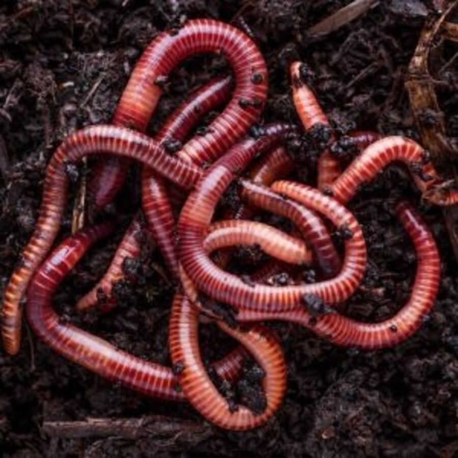 Grote regenwormen Dendrobena (Dendrobena veneta) | 1 kg voordeelverpakking | levend voer & visaas