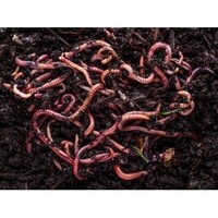 Kleine regenwormen Dendrobena (Dendrobena veneta) | 1 kg | levend reptielenvoer en visaas