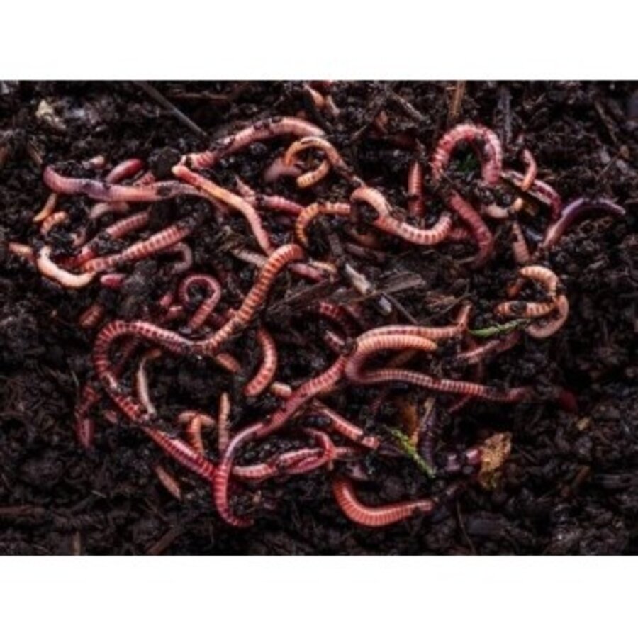 Kleine regenwormen Dendrobena (Dendrobena veneta) | 1 kg | levend reptielenvoer en visaas