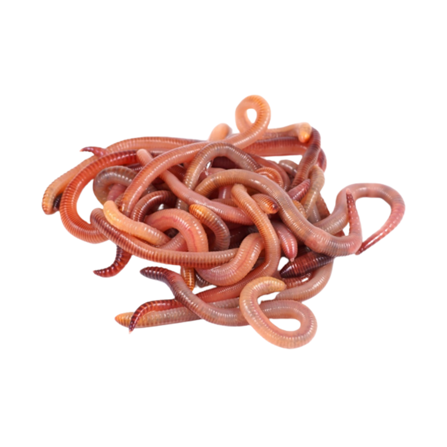 Doosje Dendrobena regenwormen | ca. 15 stuks | levend voer en aas
