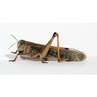 Treksprinkhanen Locusta migratoria levend reptielenvoer | Voedzaam en actief voedseldier in bakje