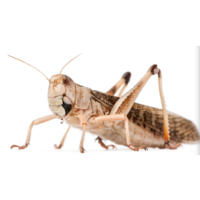 Treksprinkhanen Locusta migratoria – 100 stuks levend reptielenvoer bulkverpakking