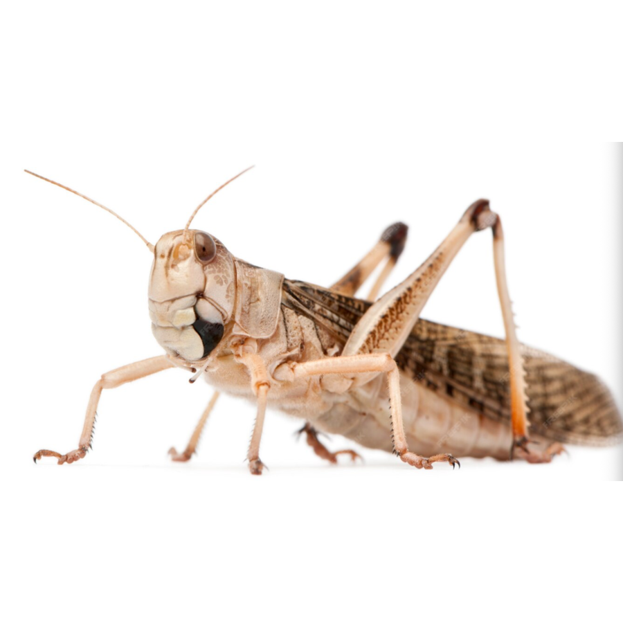 Treksprinkhanen Locusta migratoria – 100 stuks levend reptielenvoer bulkverpakking