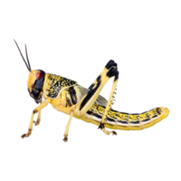 Woestijnsprinkhanen Schistocerca – Bulk 100 stuks reptielenvoer