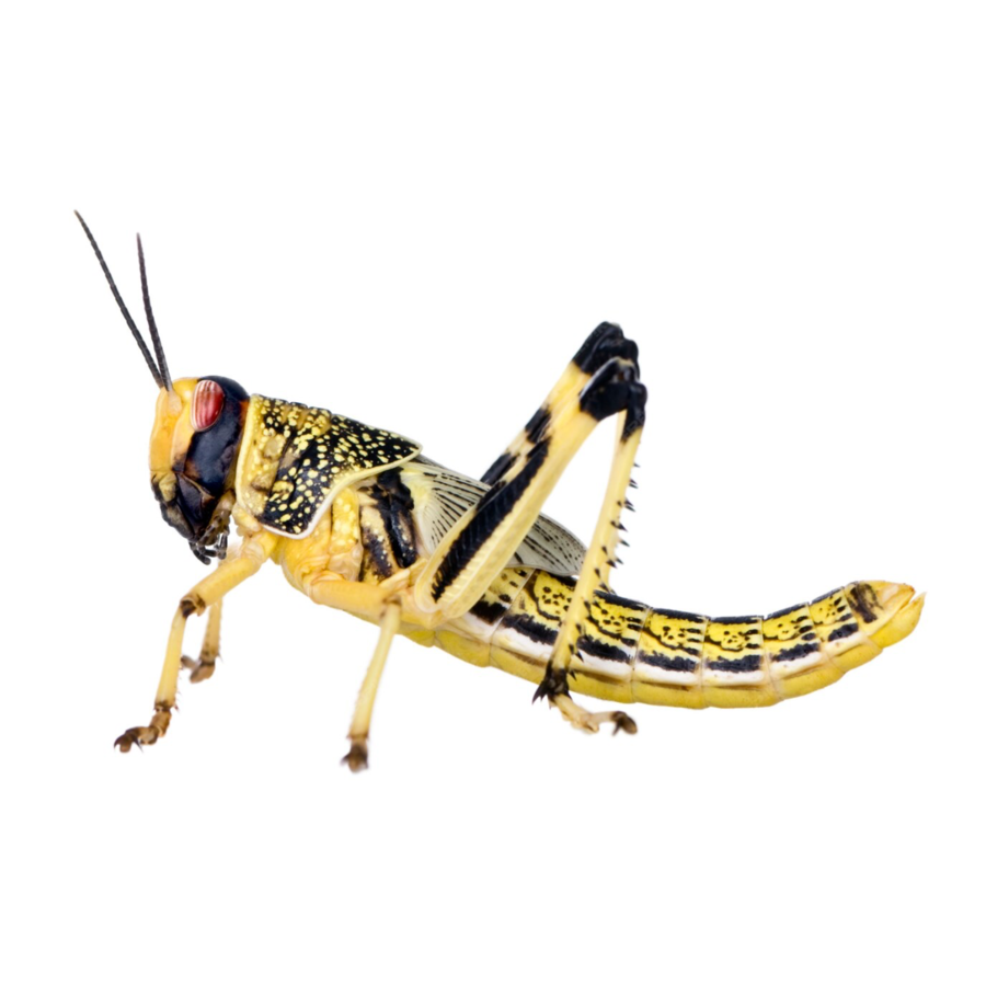 Woestijnsprinkhanen Schistocerca Bulkverpakking 100 stuks levend reptielenvoer