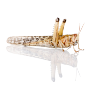 Woestijnsprinkhanen Schistocerca – Insectenbakje