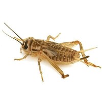 Huiskrekels Acheta domesticus bulkverpakking levend reptielenvoer