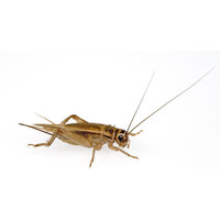 Huiskrekels Acheta domesticus levend reptielenvoer | diverse formaten in insectenbakje