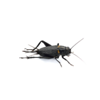 Veldkrekels Gryllus bimaculatus levend – Insectenbakje met voedzame krekels