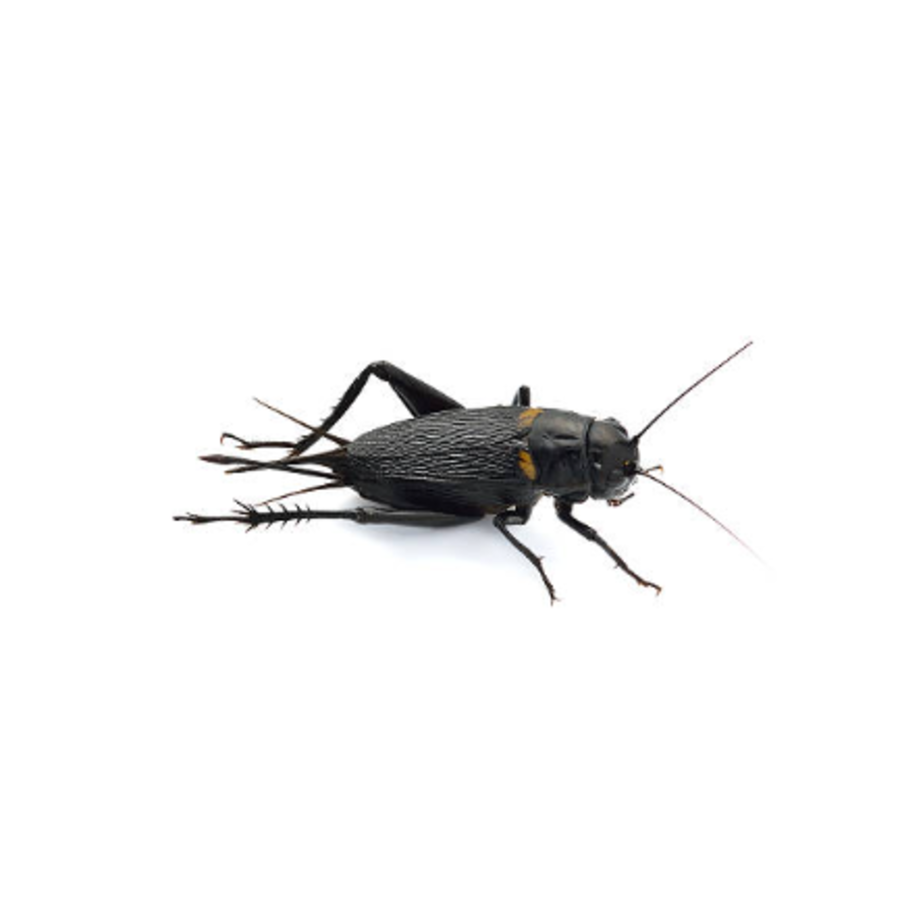Veldkrekels Gryllus bimaculatus levend – Insectenbakje met voedzame krekels