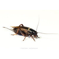Veldkrekels Gryllus bimaculatus Bulkverpakking levend reptielenvoer