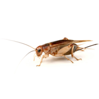 Steppekrekels Gryllus assimilis Bulk | Levend reptielenvoer in grootverpakking